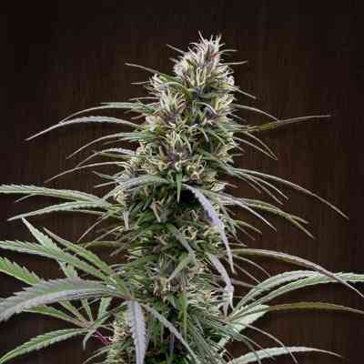 Congo > ACE Seeds | Feminized Marijuana   |  Sativa